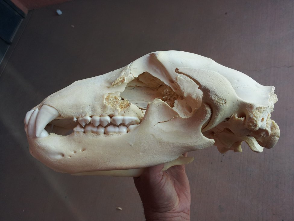 Grizzly-skull-bullet-side.jpg