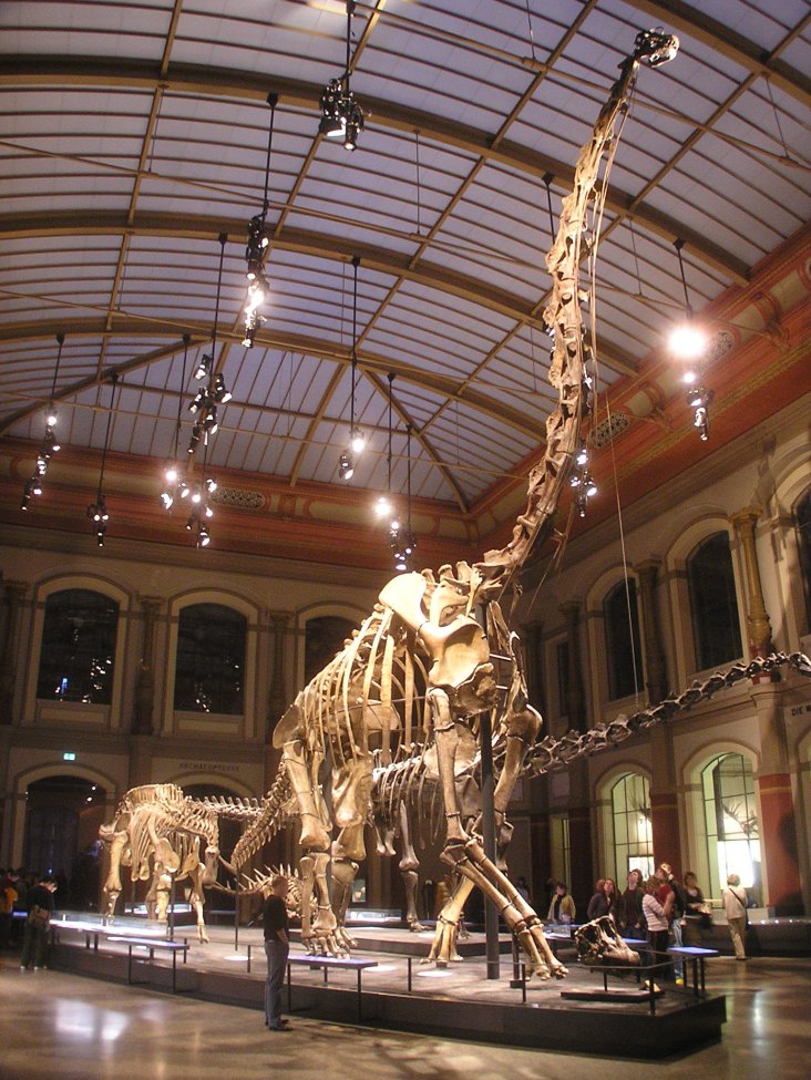 Giraffatitan_brancai_Naturkundemuseum_Berlin.jpg