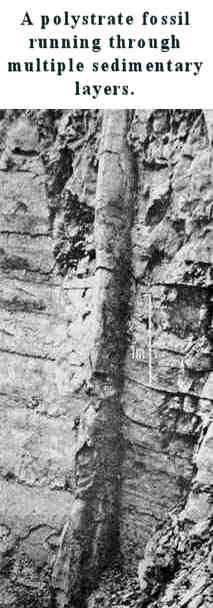 polystrate%20fossil.jpg