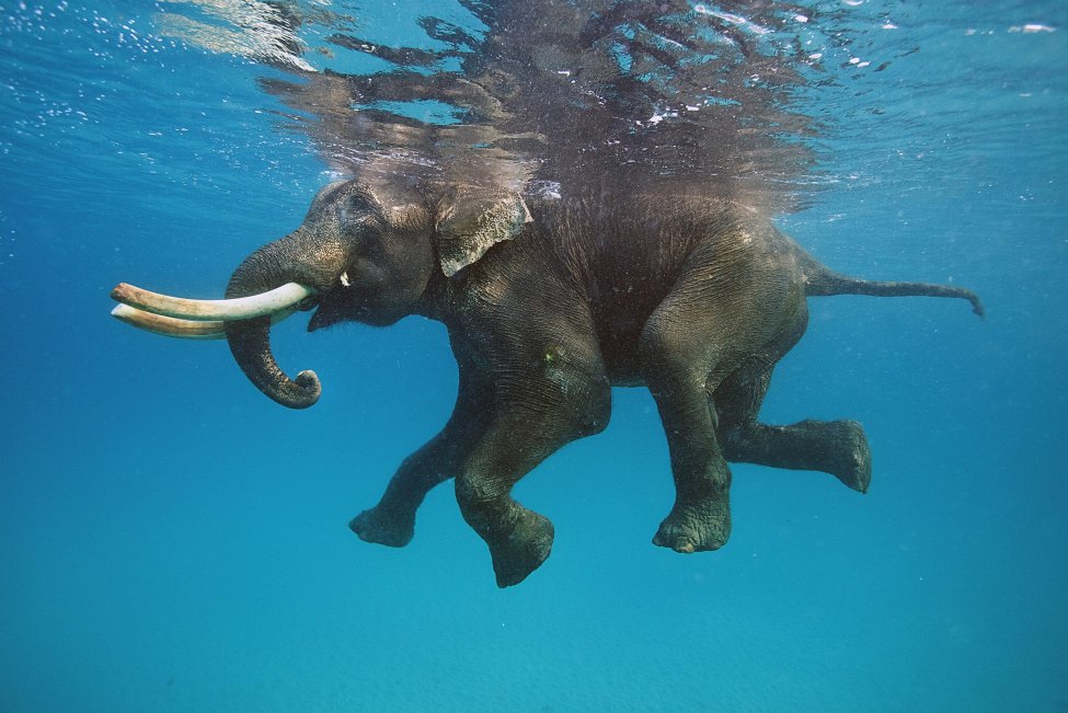 elephant sea.jpg