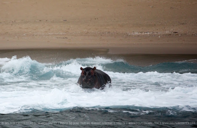 hippo sea.jpg