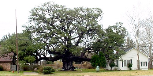 TXColumbusOak01JT.jpg TXColumbusOak01JT.jpg