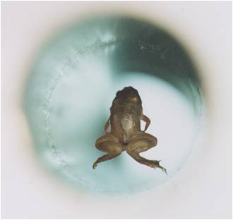 Levitating Frog.jpg