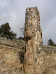 Petrified 3.jpg Petrified 3.jpg