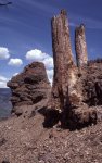 Petrified trees.jpg Petrified trees.jpg