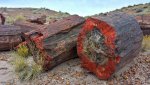 Petrified Arizona.jpg Petrified Arizona.jpg